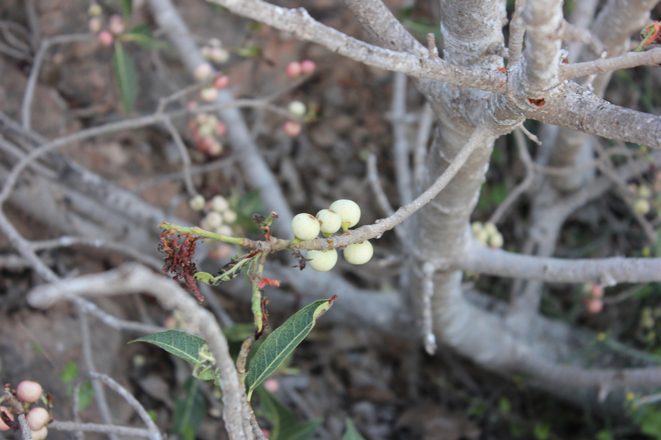Plant Image